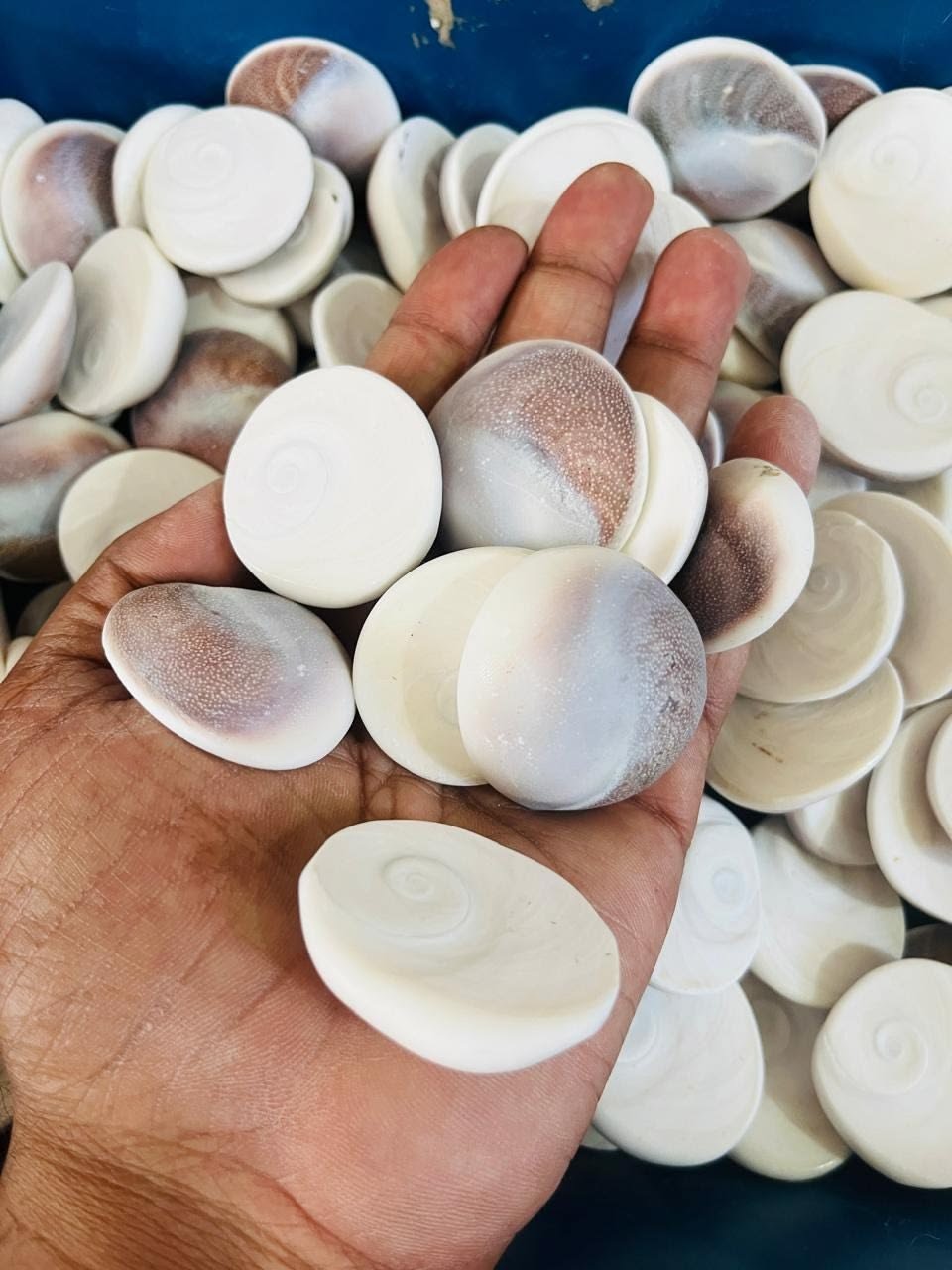 Gomati Chakra thumbnail 2